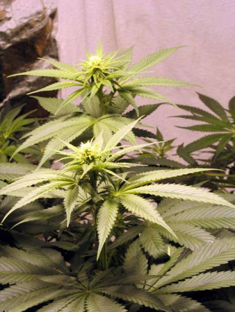 Mr. Nice Seeds - Early Queen (reg.)