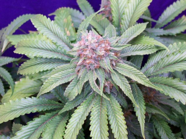 Mr. Nice Seeds - G13 Widow (reg.)