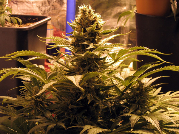 Mr. Nice Seeds - G13 Widow (reg.)