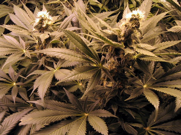 Mr. Nice Seeds - G13 Widow (reg.)