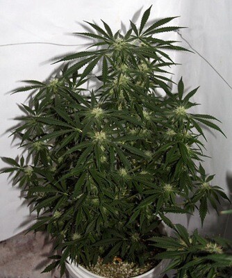 Mr. Nice Seeds - Early Skunk Haze (Early Pearl Skunk x Haze) (reg.) 08780