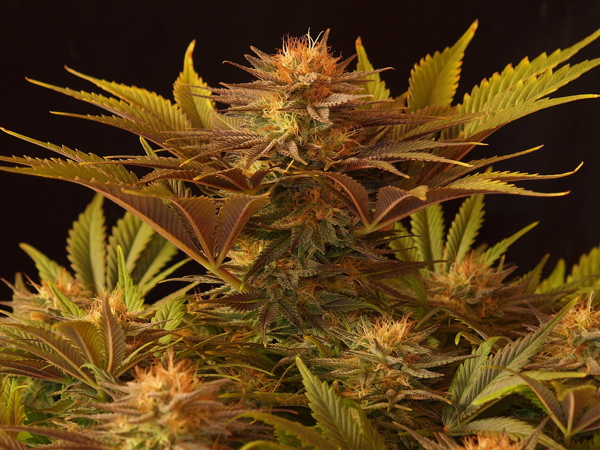 Mr. Nice Seeds - NL5 x Afghan (reg.)