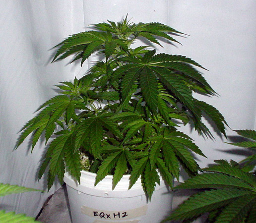 Mr. Nice Seeds - Early Skunk Haze (Early Pearl Skunk x Haze) (reg.)