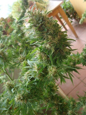 Mr. Nice Seeds - Angel Heart (reg.) 04594
