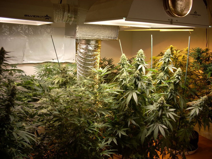 Mr. Nice Seeds - Angel Heart (reg.)