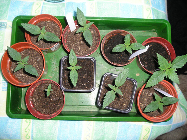 Mr. Nice Seeds - Angel Heart (reg.)