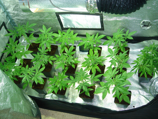 Mr. Nice Seeds - Angel Heart (reg.)