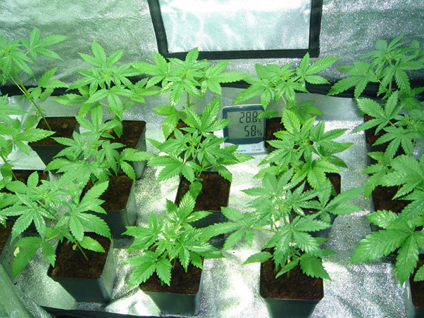 Mr. Nice Seeds - Angel Heart (reg.)