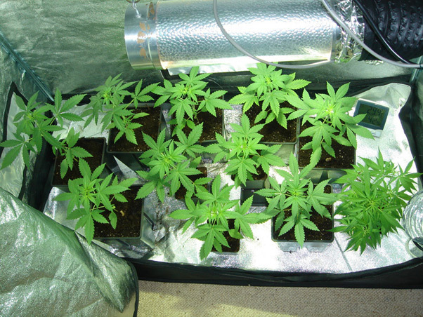 Mr. Nice Seeds - Angel Heart (reg.)