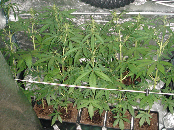 Mr. Nice Seeds - Angel Heart (reg.)