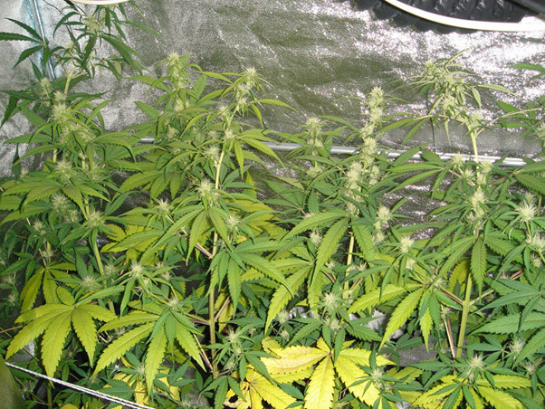 Mr. Nice Seeds - Angel Heart (reg.)