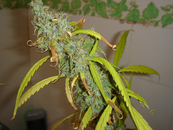 Mr. Nice Seeds - Angel Heart (reg.)