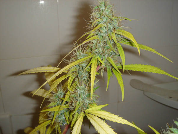 Mr. Nice Seeds - Angel Heart (reg.)