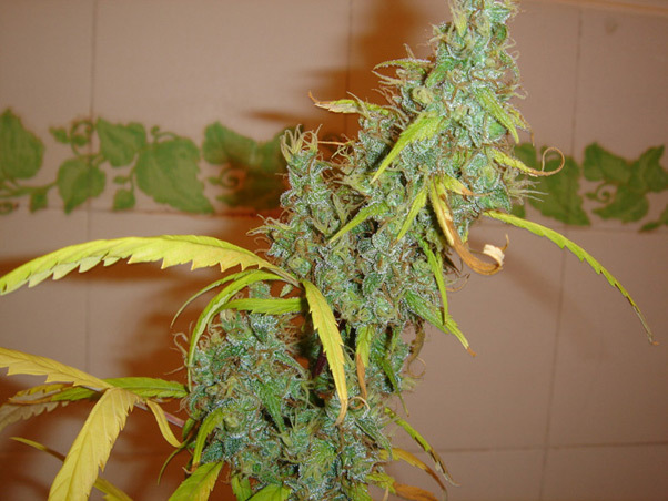 Mr. Nice Seeds - Angel Heart (reg.)
