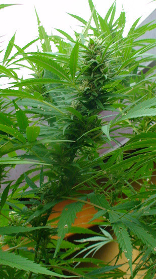 Mr. Nice Seeds - Angel Heart (reg.)