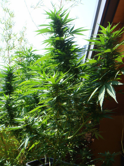 Mr. Nice Seeds - Angel Heart (reg.)