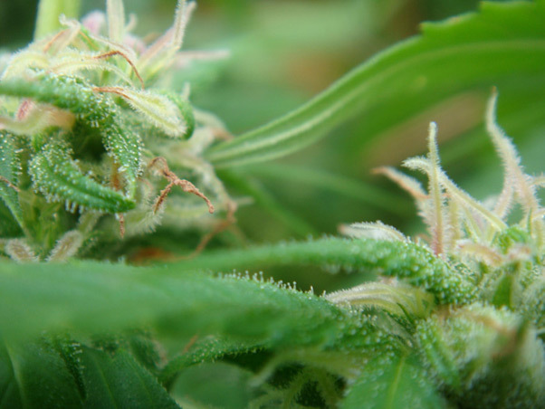 Mr. Nice Seeds - Angel Heart (reg.)