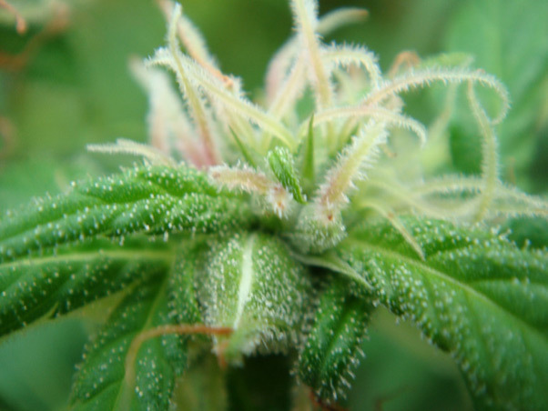 Mr. Nice Seeds - Angel Heart (reg.)