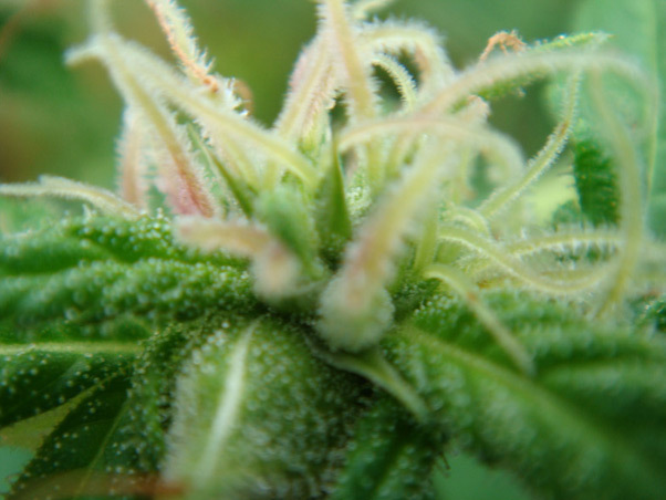 Mr. Nice Seeds - Angel Heart (reg.)