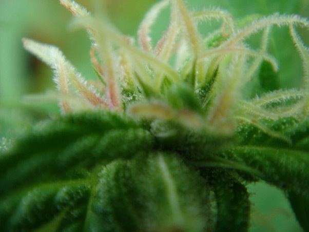 Mr. Nice Seeds - Angel Heart (reg.)