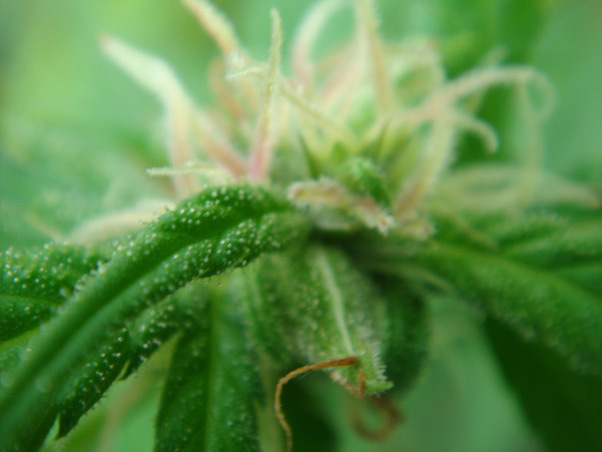 Mr. Nice Seeds - Angel Heart (reg.)