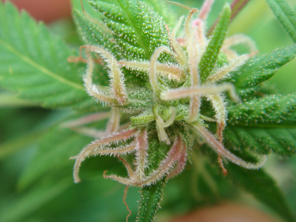 Mr. Nice Seeds - Angel Heart (reg.)