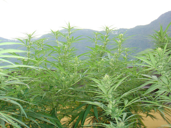 Mr. Nice Seeds - Angel Heart (reg.)