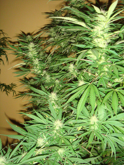 Mr. Nice Seeds - Angel Heart (reg.)