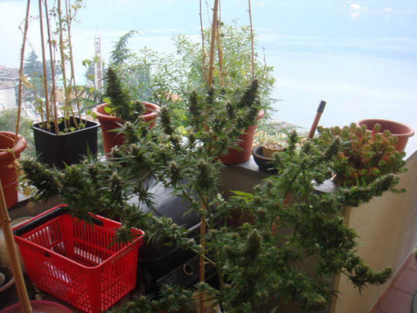 Mr. Nice Seeds - Angel Heart (reg.)