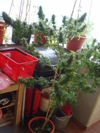 Mr. Nice Seeds - Angel Heart (reg.)