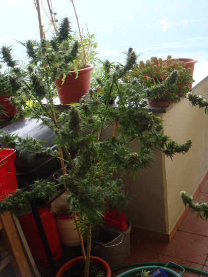 Mr. Nice Seeds - Angel Heart (reg.)