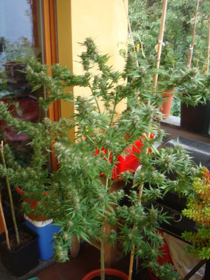 Mr. Nice Seeds - Angel Heart (reg.)