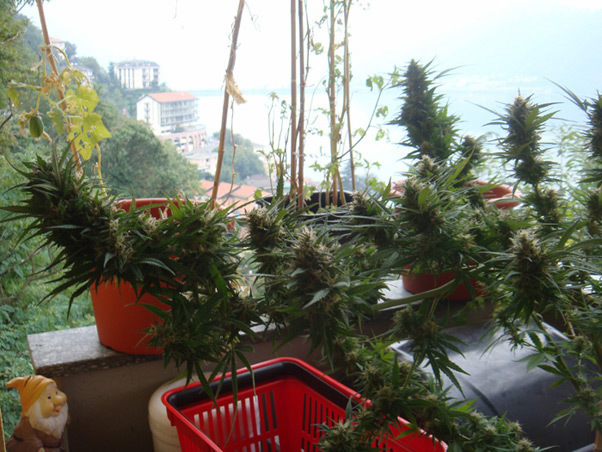 Mr. Nice Seeds - Angel Heart (reg.)