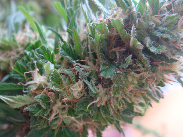 Mr. Nice Seeds - Angel Heart (reg.)