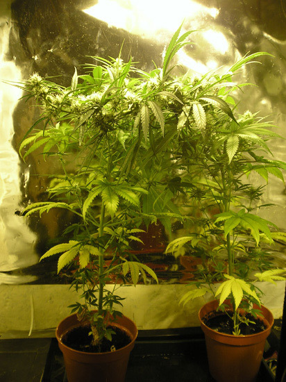 Mr. Nice Seeds - Angel Heart (reg.)