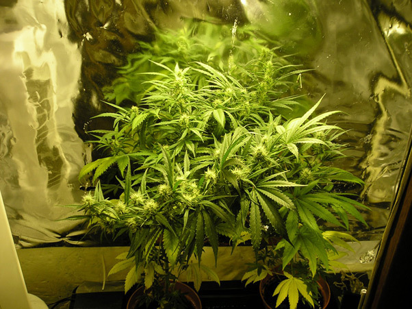 Mr. Nice Seeds - Angel Heart (reg.)