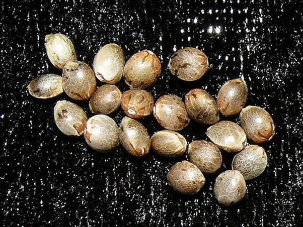 Mr. Nice Seeds - Angel Heart (reg.)