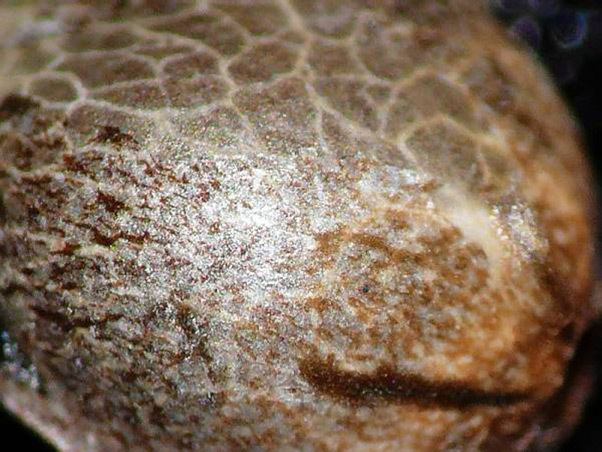 Mr. Nice Seeds - Angel Heart (reg.)