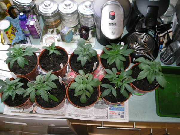 Mr. Nice Seeds - Angel Heart (reg.)