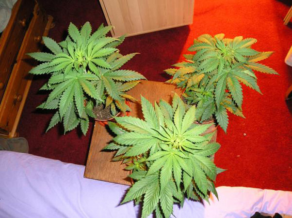 Mr. Nice Seeds - Angel Heart (reg.)