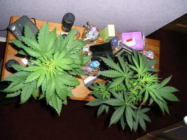 Mr. Nice Seeds - Angel Heart (reg.)