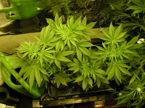 Mr. Nice Seeds - Angel Heart (reg.)