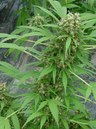 Mr. Nice Seeds - Early Skunk (reg.)