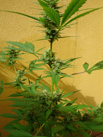 Mr. Nice Seeds - Early Skunk (reg.)