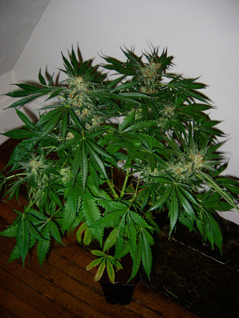 Mr. Nice Seeds - Early Skunk (reg.)
