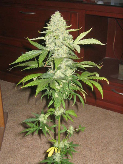 Mr. Nice Seeds - Early Haze (reg.)