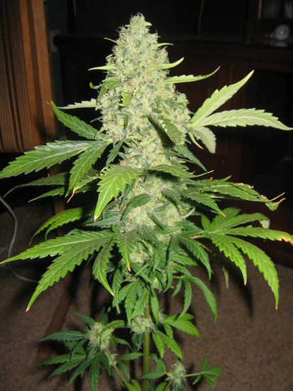 Mr. Nice Seeds - Early Haze (reg.)