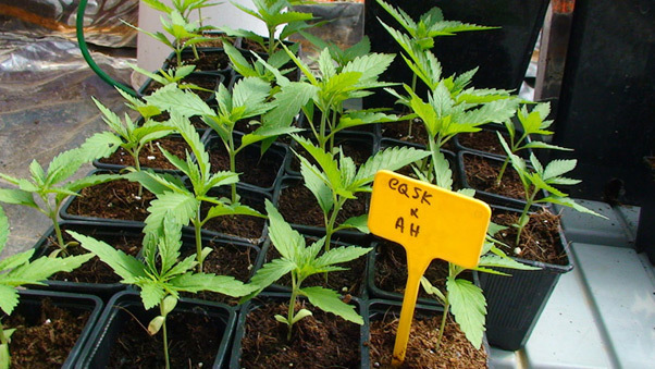 Mr. Nice Seeds - Early Haze (reg.)