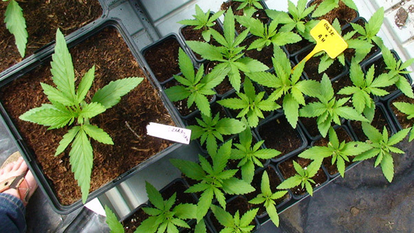 Mr. Nice Seeds - Early Haze (reg.)