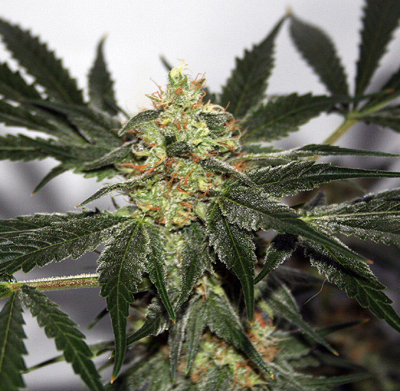 Mr. Nice Seeds - Early Haze (reg.)